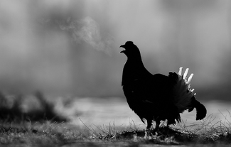 Black Cock at lek Black Cock at lek