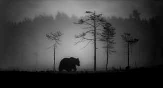Brown Bear in morning mist