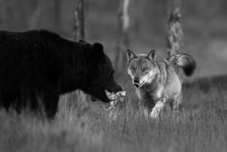 Wolf and Brown Bear