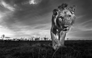 Lion approaching Lion approaching