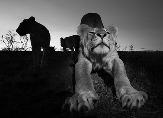 Lion stretching out Lion stretching out