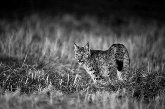 Wild Norwegian Lynx Wild Norwegian Lynx