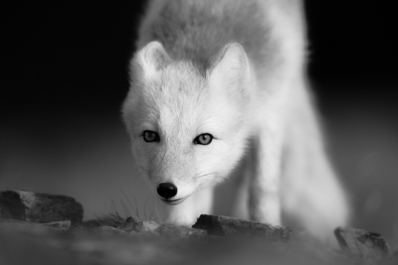 Arctic Fox II