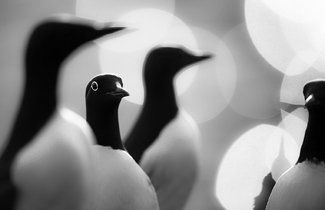 Common Guillemots Common Guillemots
