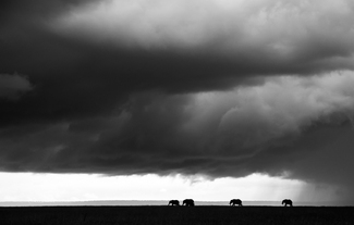 Elephants under Thunder Skies Elephants under Thunder Skies