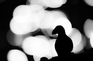 Puffin in Backlight
