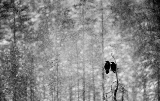 Ravens in Snow Ravens in Snow