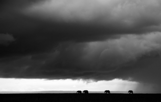 Elephants under the thunder skies