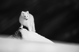 The Arctic Fox The Arctic Fox