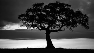 The Thomson's Gazelle The Thomson's Gazelle