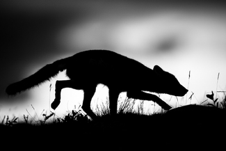 On the prowl On the prowl