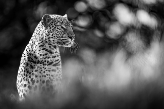 The Mother The Mother