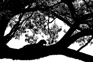 The Overllok The Overllok