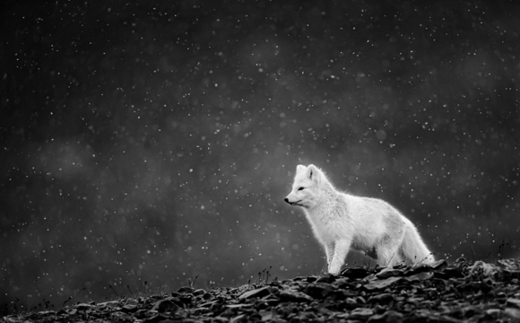 Arctic Fox in the winter fur