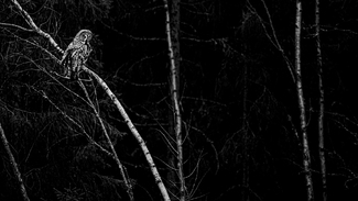 Great Grey Owl in the night Great Grey Owl in the night
