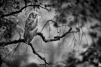 Half-grown Long-Eared Owl Half-grown Long-Eared Owl