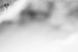 Hiding Arctic Fox Hiding Arctic Fox