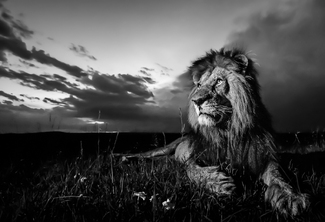 Male lion in the night Male lion in the night