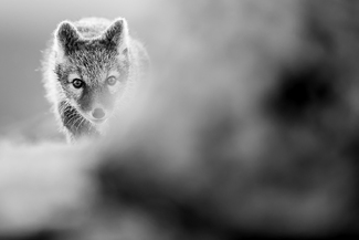 Stalking Arctic Fox Stalking Arctic Fox