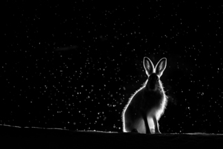 Wild hare in the night #2