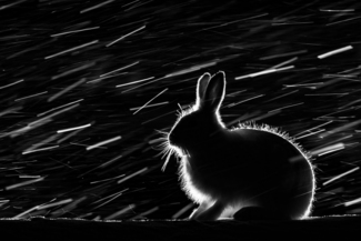 Wild hare in the night #1