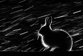 Wild hare in the night #1