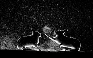 Wild hares fighting Wild hares fighting