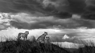 Lions in the rainy season Lions in the rainy season