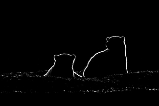 Teddy bears Teddy bears