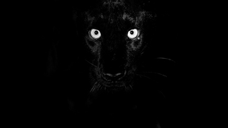 The Black Panther The Black Panther