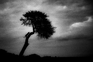 The Leopard Tree The Leopard Tree