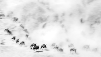 The Big Migration The Big Migration