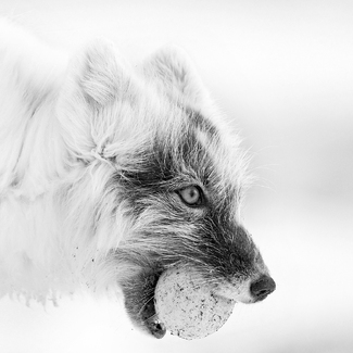 Arctic fox and egg Arctic fox and egg