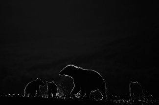 The family of the bears The family of the bears