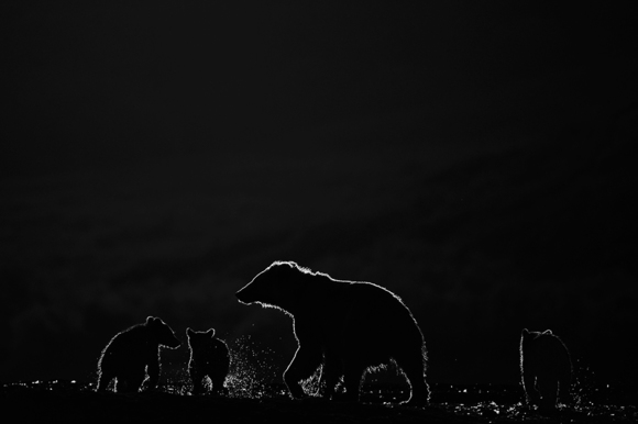 The family of the bears