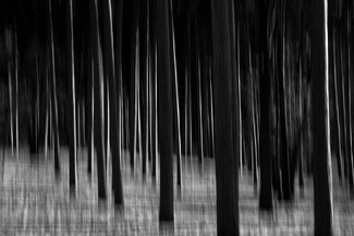 Mystic Woods Mystic Woods