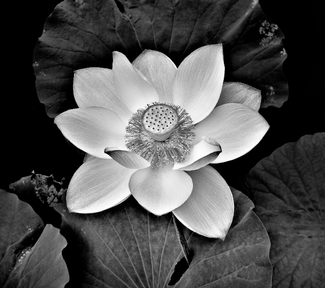 Lotus series #2 Lotus series #2