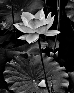 Lotus series #3 Lotus series #3