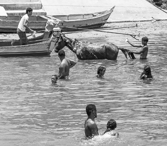 Bathing the Horse Bathing the Horse