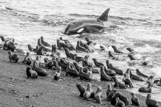 Killer Whale Beach Attack