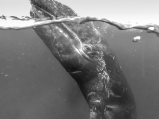 Baby Gray Whale