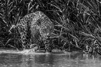 Jaguar Hunting