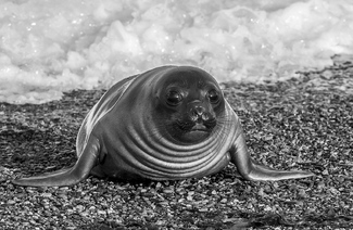 Southern Elephant Seal Pup Southern Elephant Seal Pup