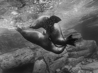 Underwater Ballet Underwater Ballet
