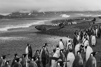 King Penguins King Penguins