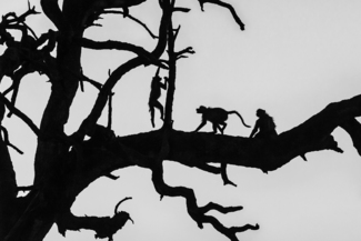 Baboon Sunset Silhouettes