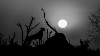 Cheetah Sunset Cheetah Sunset