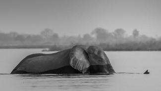 Elephant Crossing River Elephant Crossing River