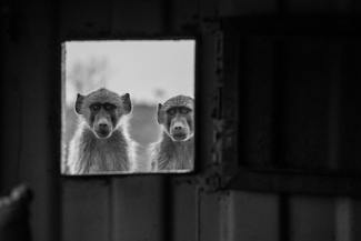 Peek-a-Boo Peek-a-Boo