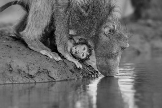 Chacma Baboons Drinking Chacma Baboons Drinking